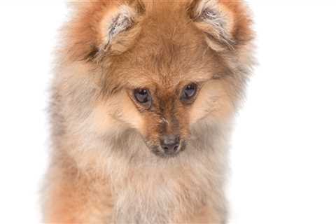 Debunking Misconceptions About Animal Welfare in East Tennessee