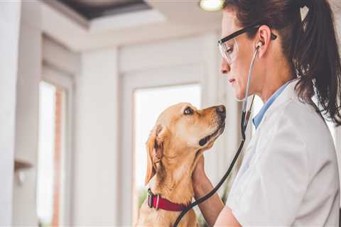 Animal Welfare in East Tennessee: How to Take Action Against Abuse and Neglect