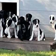 Making Pet Adoption More Accessible for Low-Income Individuals in Southeast SC