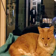 The True Cost of Adopting an Animal from a Shelter in Southeast SC