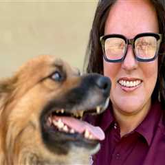 The Importance of Animal Shelters in Southeast SC