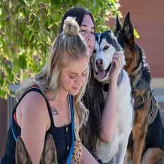 The Impact of Training and Socialization on Animals in Southeast SC Animal Shelters