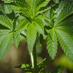 The Impact of Cannabis Legalization on the Real Estate Market in Southwest Washington: An Expert's..