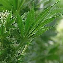 The Ins and Outs of Obtaining a License to Distribute Cannabis Products in Southwest Washington