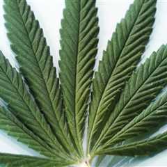 The Importance of Testing and Quality Control for Cannabis Products in Southwest Washington