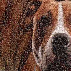 The Impact of Special Events and Fundraisers on Animal Shelters in Southeast SC