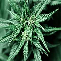 The Consequences of Possessing Cannabis Without a Valid License in Southwest Washington