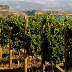 The Rise of Vineyards in Western Washington