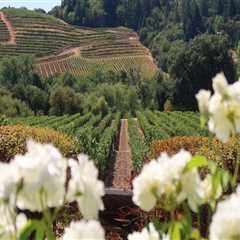 The Fascinating Impact of the Pacific Ocean on Vineyards in Western Washington