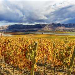 The Growing Wine Industry in Western Washington