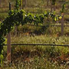 The Ideal Climate for Growing Grapes in Western Washington
