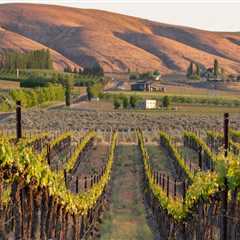 The Evolution of the Wine Industry in Southwest Washington