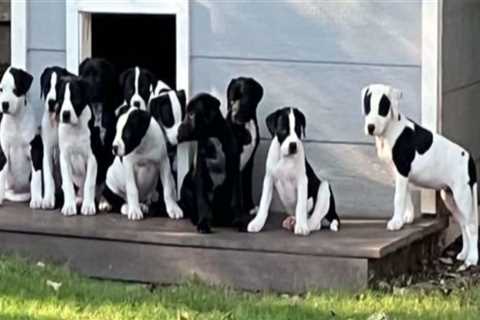 Making Pet Adoption More Accessible for Low-Income Individuals in Southeast SC