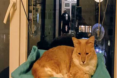 The True Cost of Adopting an Animal from a Shelter in Southeast SC