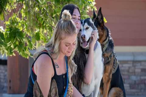 The Impact of Training and Socialization on Animals in Southeast SC Animal Shelters