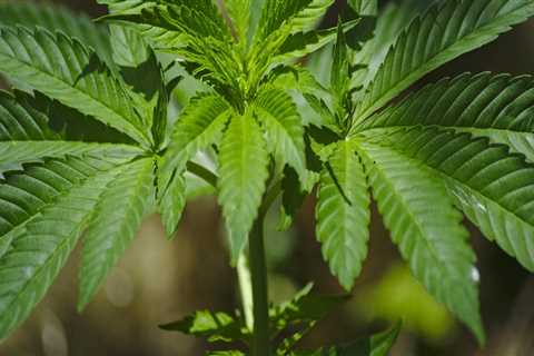 The Impact of Cannabis Legalization on the Real Estate Market in Southwest Washington: An Expert's..