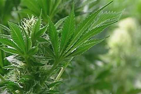 The Ins and Outs of Obtaining a License to Distribute Cannabis Products in Southwest Washington