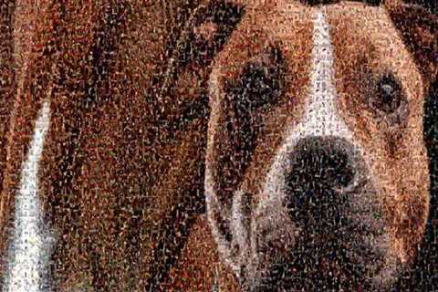 The Impact of Special Events and Fundraisers on Animal Shelters in Southeast SC