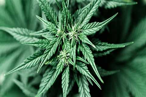 The Consequences of Possessing Cannabis Without a Valid License in Southwest Washington