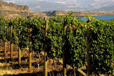 The Rise of Vineyards in Western Washington