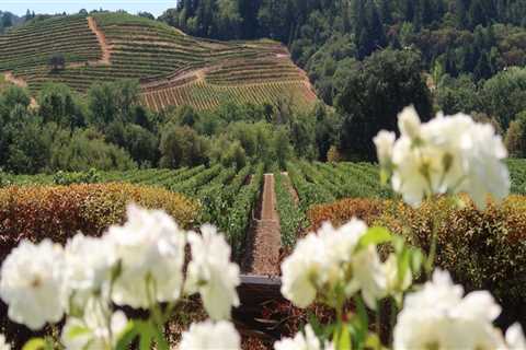 The Fascinating Impact of the Pacific Ocean on Vineyards in Western Washington