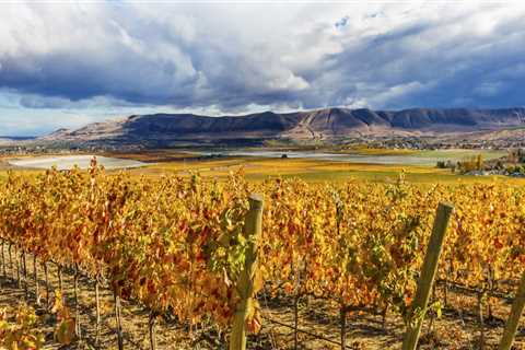 The Growing Wine Industry in Western Washington