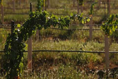 The Ideal Climate for Growing Grapes in Western Washington