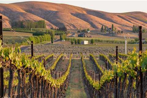 The Evolution of the Wine Industry in Southwest Washington