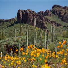 Maximizing Savings: Senior Discount Programs in Pinal County, Arizona