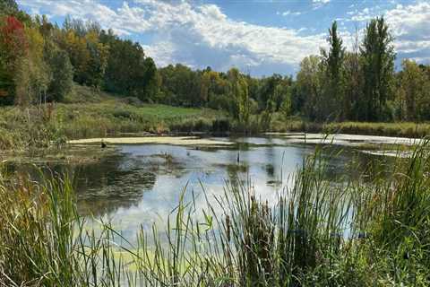 Exploring the Environmental and Conservation Scene in Blaine, Minnesota
