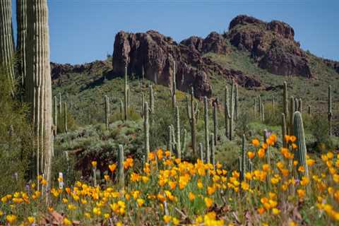 Maximizing Savings: Senior Discount Programs in Pinal County, Arizona