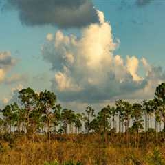 Preserving the Unique Ecosystem of Southwest Florida