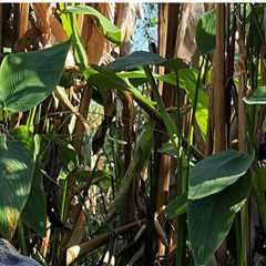 The Battle Against Invasive Species in Southwest Florida