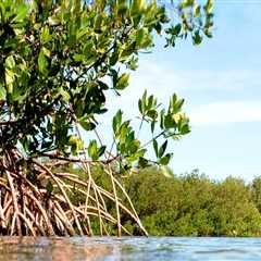 The Crucial Role of Coastal Habitats in Southwest Florida's Ecosystem