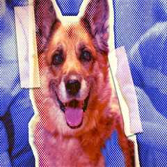 The Complete Guide to Adopting a Pet from Pet Care Organizations in Western Washington