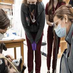 Emergency Pet Care Services in Western Washington: A Comprehensive Guide