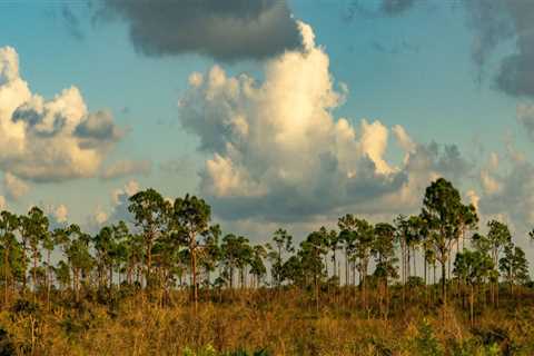 Preserving Southwest Florida's Diverse Habitats: The Importance of Sustainable Conservation Efforts