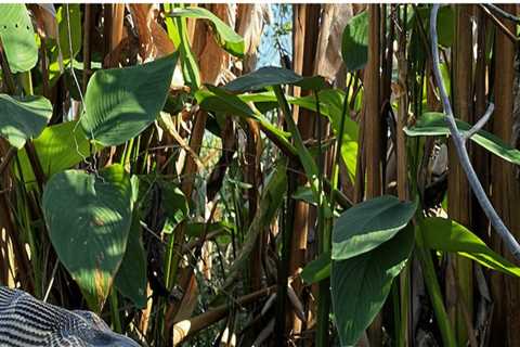 The Battle Against Invasive Species in Southwest Florida