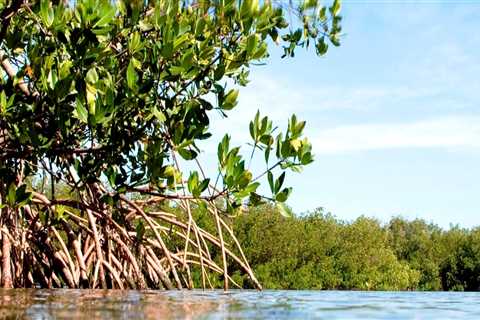 The Crucial Role of Coastal Habitats in Southwest Florida's Ecosystem