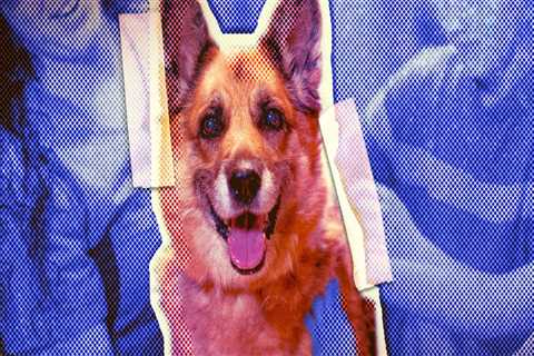 The Complete Guide to Adopting a Pet from Pet Care Organizations in Western Washington