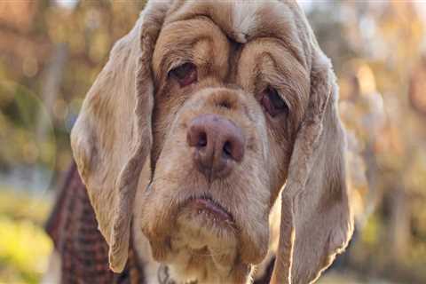 Discounts for Senior Citizens at Pet Care Organizations in Western Washington