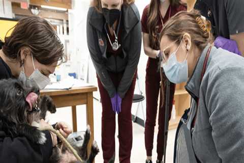 Emergency Pet Care Services in Western Washington: A Comprehensive Guide