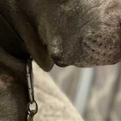 Exploring Pet Care Organizations in Southern New Jersey: Socialization and Playtime Activities for..