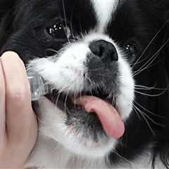 Comprehensive Guide to Pet Care Organizations in Southern New Jersey