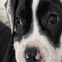 Emergency Preparedness in Southern New Jersey's Pet Care Organizations