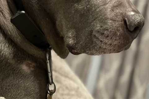 Exploring Pet Care Organizations in Southern New Jersey: Socialization and Playtime Activities for..