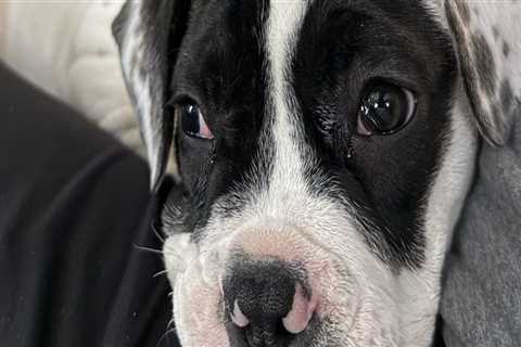 Emergency Preparedness in Southern New Jersey's Pet Care Organizations