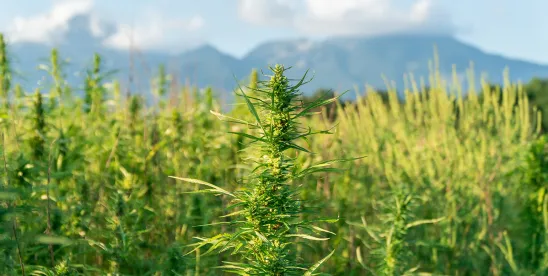 Hemp Product Use in Medicare: CMS Greenlights Pilot Program under the Substance Access Beneficiary..