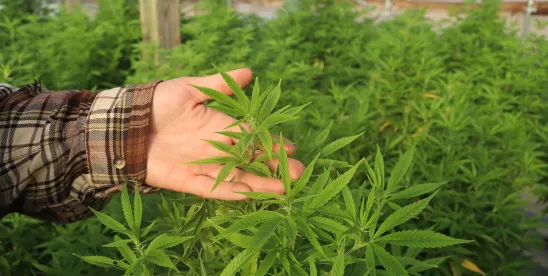 Why Has Marijuana Not Been Rescheduled? The Answer Is Obvious, Kinda