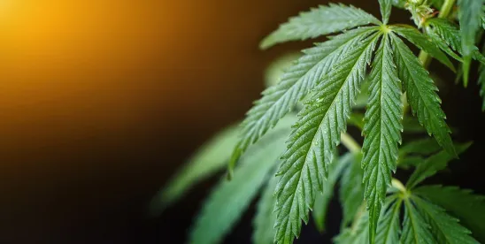 Will the Marijuana Industry’s Access to Banking and Capital Markets Expand with Rescheduling?